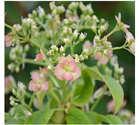 Hydrangea petiolaris 'Crug Coral' 15cm Pot Size