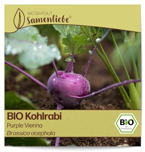 Samenliebe BIO Kohlrabi Samen alte Sorte Purple Vienna leicht nussiger Winterkohlrabi Winterkohl blau lila 200 Samen samenfestes Gemüse Saatgut für Gewächshaus Freiland und Balkon BIO Gemüsesamen