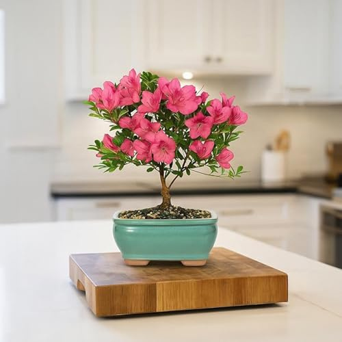 BloomsyBox Farm-Fresh Satsuki Azalea, Low Maintenance, Plant Delivery - Live Bonsai Tree in Ceramic Bonsai Pot. Small, 5 Years, 6 to 8 in