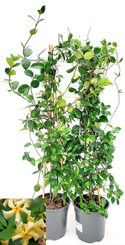 POWERS TO FLOWERS - GELSOMINO RAMPICANTE, RINCOSPERMUM, STAR OF TOSCANE, Vaso 18cm, Altezza 100cm, 2 PIANTE, piante vere