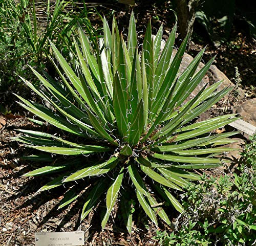 Agave Filifera - Thread Agave - 20 semi - NPWS