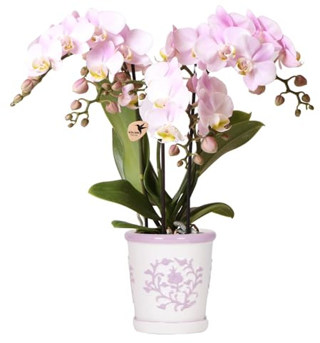 Kolibri Orkids | Rosa orkidé Portugal + Malaga prydnadskruka rosa – Krukstorlek Ø9 cm | Blommande inomhusväxt – färsk från odlaren