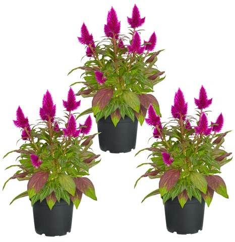 Trio de Celosia Set de 3 Plantas Naturales con Flores Llamativas