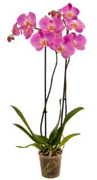 Orquídea Phalaenopsis Natural Planta Tropical Fácil de Cuidar