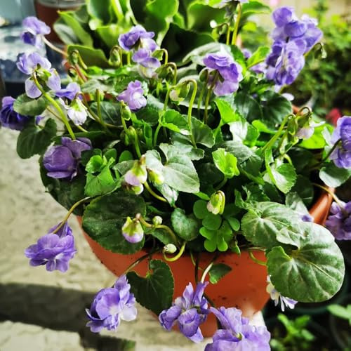 duftveilchen bio, duftveilchensamen winterharte garten seltene serie, deko wohnzimmer heilkräuter 100pcs