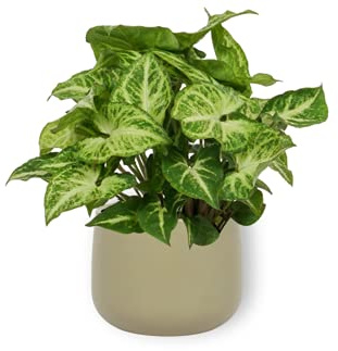 Planta interior Syngonium Arrow – ± 25 cm de alto – 12 cm de diámetro