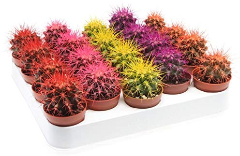 Rainbow Cacti Set of 3