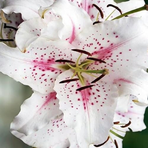 Lilienzwiebeln orientalische Lilie Lilium Zwiebeln Onion Knollen Winterhart Frische mehrjährig duftenden Prachtblüten Hochgewachsene Lilie (Muscadet)