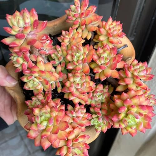 semillas de sedum - Balcón bancal elevado resistentes camas jardín orgánicas 50pcs
