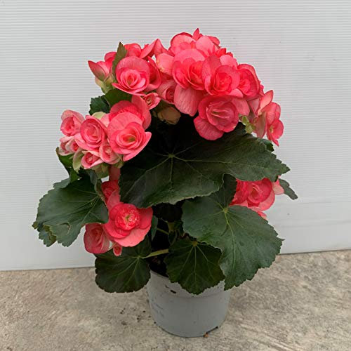 Begonia eliator - PACK 2 unidades - maceta 13cm - altura total aprox. 30cm. - apta para interior y exterior - planta viva - (envíos solo a península)