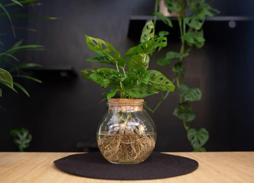 Kugelglas | Monstera | Adansonii | Lochpflanze | Hydroponie