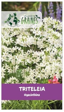 10 Bulbes de Triteleia hyacinthina – Tritéléia Fausse-Jacinthe – Ombelles Pures Blanches Crèmes