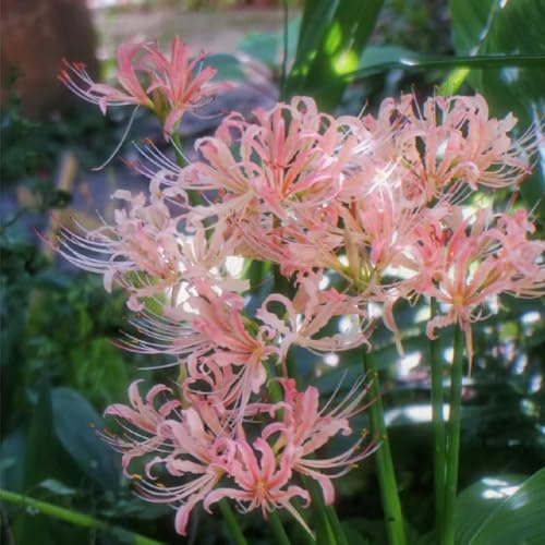 giglio ragno - Lycoris Radiata giardino balcone di decorazione di giardino 8bulbi
