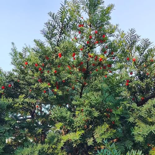Semi di Taxus baccata, sempreverde, resistente al freddo semi di resistenti esterno in vaso giardino raro organico giardino resistenti vecchie 180pcs