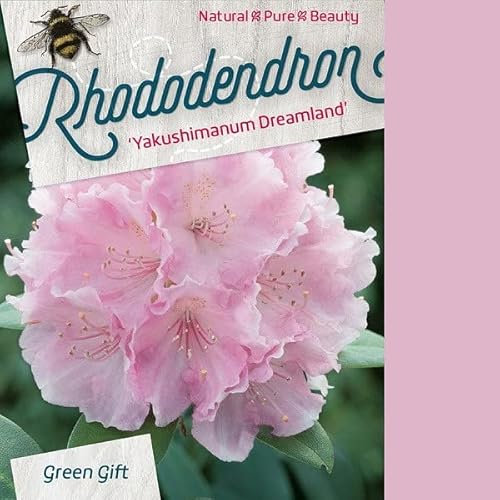 Rhododendron 'Dreamland' 25-30 cm pot | Compact & persistant, fleurs rose pastel, idéal petit jardin & bac