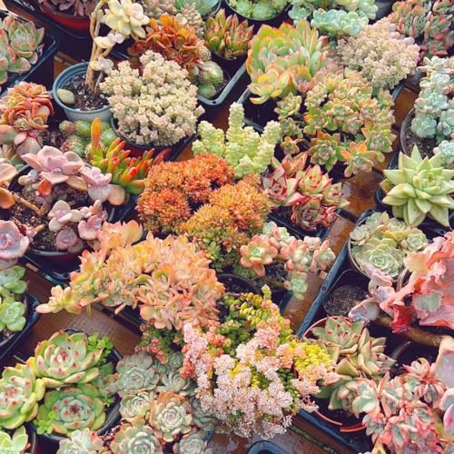 semillas de suculentas - resistentes perennes jardín decorativas 55pcs