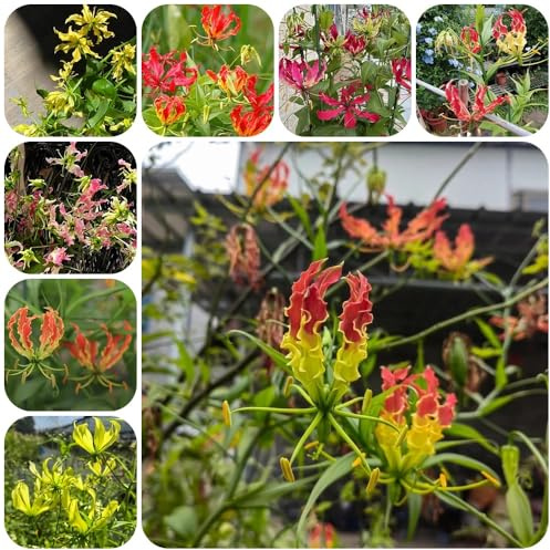 5Bulbos de lirio fuego perennes, resistentes gloriosa superba, balcón, jardín al exterior balcón