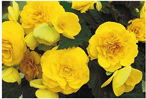 PREMIER SEEDS DIRECT - Begonia Tuberous - Non Stop F1 - Yellow - 15 PELLETS