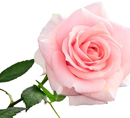 Rose Plants, Multi-Package, Climbing Rose 'Compassion', 2 x Full Plants in 4 Litre Pots, Garden Roses, Garden Ready and Ready to Plant, Premium Quality Roses