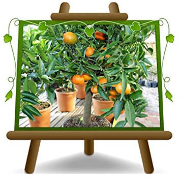 Clementine Zitrusfrüchte - Citrus Clementina - Obstpflanze auf Blumentopf 22 - Baum max 70 cm - Anbau Italien