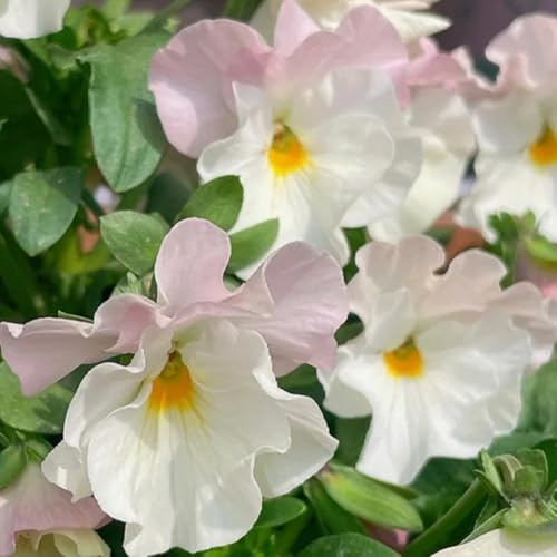 semi di viola cornuta perenne, resistenti all'esterno, viola cornuta, rare, decorazione soggiorno aiuola, esotiche resistenti 200pcs