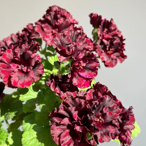 semi di geranio resistenti - pelargonium - perenni resistenti primaverile, selvatici ornamentali decorazione di recisi 55pcs