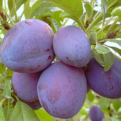 Graf Althans Reneklode grüngelbe Frucht Halbstamm 150-170 cm im 9,5 Liter Topf Unterlage St.Jul.A