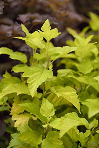 Blasenspiere Physocarpus opulifolius Dart's Gold 40-60 cm winterhart | Goldgelbes Laub, sonniger Standort, schnittvertraeglich, Zierstrauch, robuste Gartenpflanze, dekorativer Blickfang