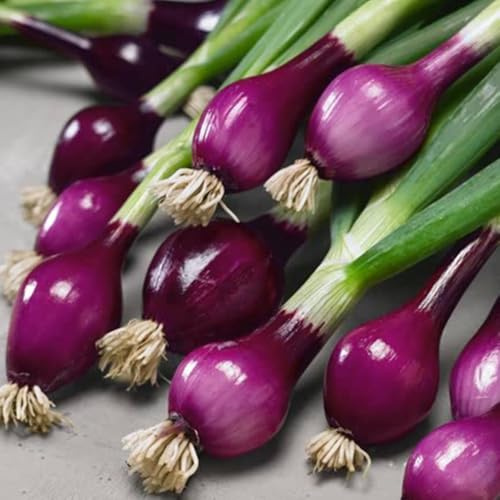 Welldales 50 Winter Hardy British Purple Spring Onion Seeds Fast Harvest UK Bunching