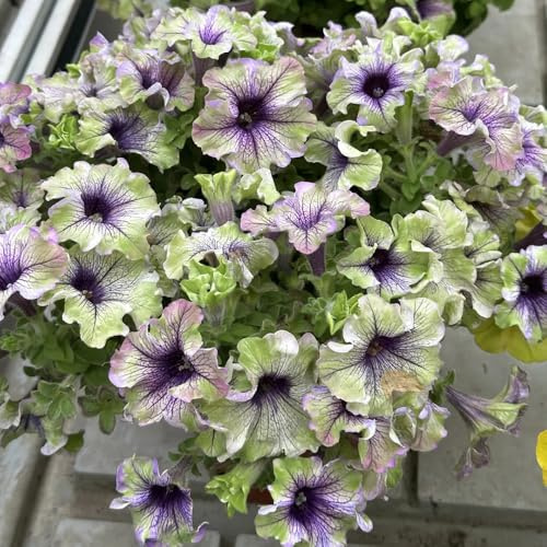 semi di petunia - in vaso estremamente resistenti rupestri d'appartamento rare balcone all'ombra 700pcs