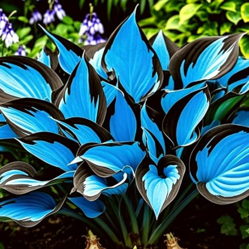Seltene Hosta Rhizome,Winterharte Mehrjährige,Garten.Midnight Blue funkien kaufen,pflegeleicht.-6rhizome-H