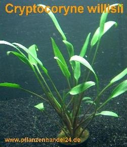 10 Töpfe Cryptocoryne willisii, Wasserpflanzen