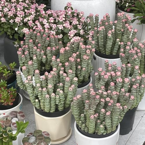 semillas de sedum - exóticas de jardín resistentes variedades antiguas, perennes 35pcs