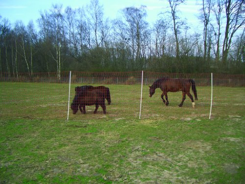 Pferdenetz, Weidezaunnetz, Mustang - Netz, 170 cm x 25 m