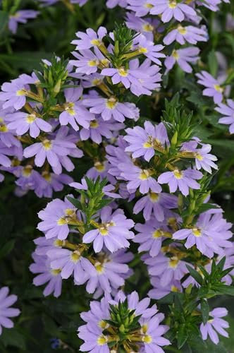 Scaevola 'Power Laguna Blue' Trailing Basket Plug Plants Pack x6