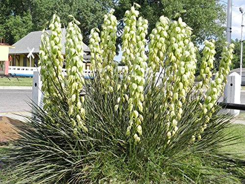 Graines Yucca Banane - Résistant À La Sécheresse, Fruits Comestibles, Yucca Baccata Paquet De 100 Graines
