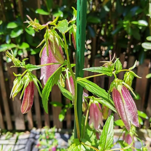 glockenblume kletterpflanzen winterhart, bio glockenblume blumensamen wildblumensamen, hochbeet gartendeko für draußen, balkonpflanzen frühlingsblume 400samen