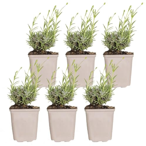 Bloomique - Set di 6 - Lavandula angustifolia ‘Hidcote’ - Lavanda vera - Pianta di lavanda - Resistente al freddo - Altezza 10-20 cm - Vaso 9x9 cm