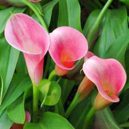 Calla Lily Bulbs-Calla Lily Bulbs UK Calla Lily Plant Calla Lily Bulbs for Planting Now UK,Wedding Flowers,Garden Flowers,Plant Bulbs,Hardy Perennial-6bulbs-c