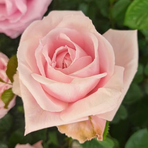 YouGarden Harkness Rose 'Jane Austen's Emma' ®, 4 Litre Potted, Established Rose Ready to Plant