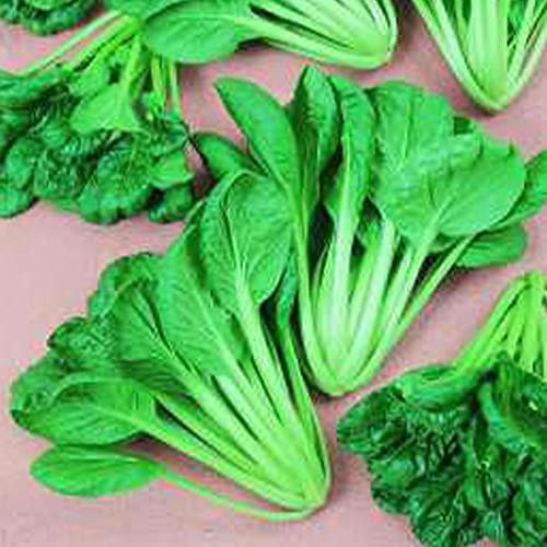 Cabbage Seeds - Pak Choi - Savory Tatsoi - 3 g Packet ~1080 Seeds - Non-GMO, Heirloom - Asian Garden Vegetable & Microgreens