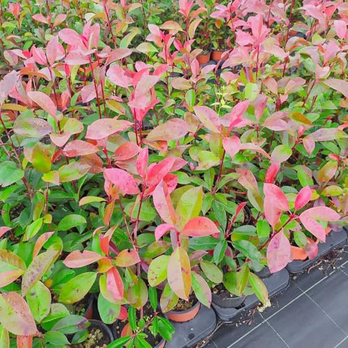 Photinia Red Robin, 10 piante alte 30/40 cm, vaso Ø12