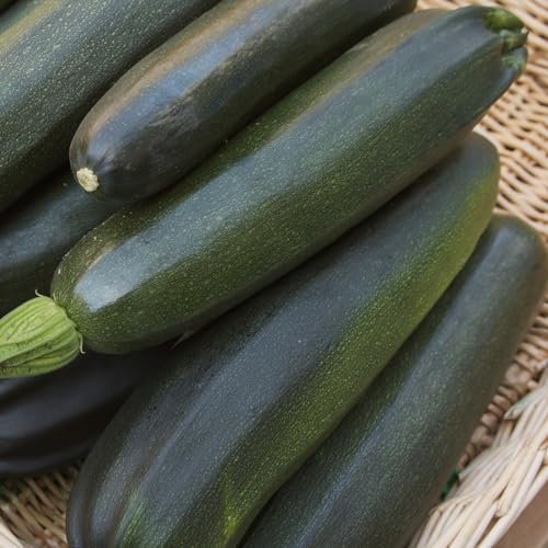 PREMIER SEEDS DIRECT - COURGETTE - Black Beauty - 20 Seeds (Organic)