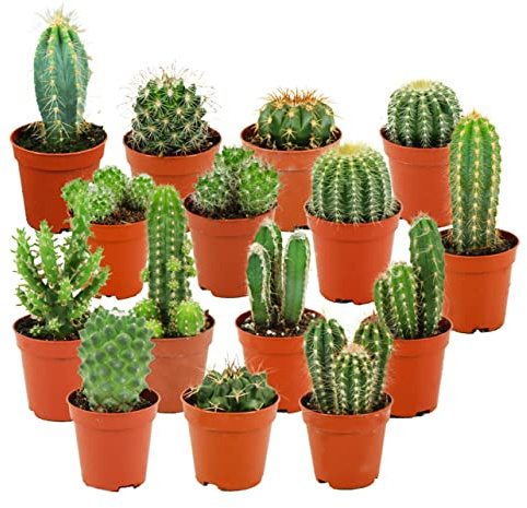 ZynesFlora Mini Kakteen im Set - 15 Stück im 5.5 cm Pflanztopf - Kleiner Kaktus Zimmerpflanze Sammlung - Höhe: 5-10 cm