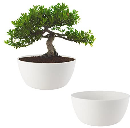 ECOMACETAS FLOWERPOT STORE Maceta Bonsai, Macetas para Bonsais, Cactus, Suculentas, Crasas Redonda Baja de Plástico Blanca (2, 25 cm)