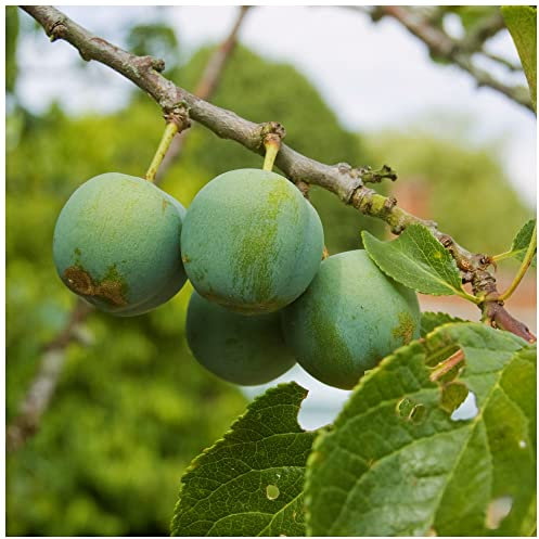 Cambridge Gage Plum Tree 4ft, Self-Fertile with Sweet Honey Flavour,Green Gage 3fatpigs®