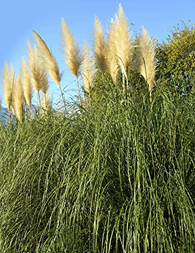 Pianta di erba di pampa 20 pezzi:Seeds only