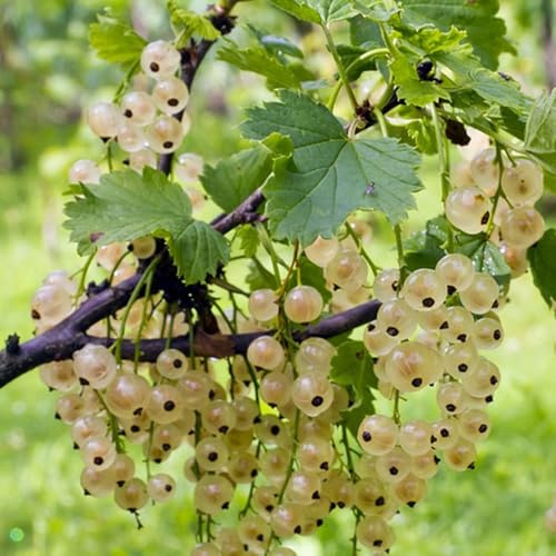 Semi di uva spina - uva spina - ribes, resistenti all'inverno per balconi da appartamento, fresca, rustiche 300pcs