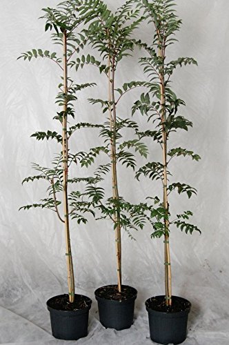 Eberesche Vogelbeere Sorbus aucuparia Wildfruchtgehölz Heister mit ca. 125-150 cm im 5 Liter Topf