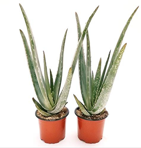 POWERS TO FLOWERS - ALOE VERA 3 ANNI, 2 PIANTE, Piante vere